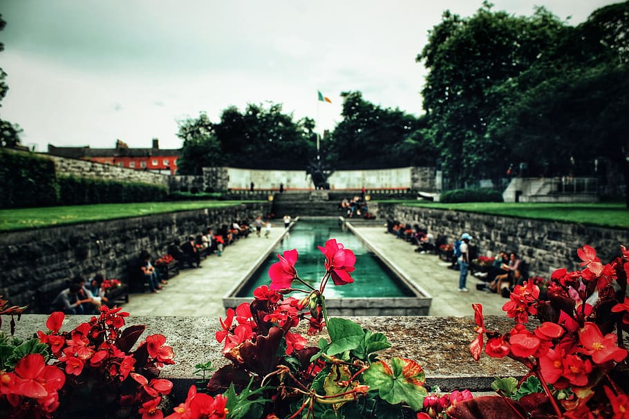 Taman Peringatan, Dublin, Irlandia, bendera Irlandia, taman, bunga, alam, tanaman, tanaman berbunga, pohon