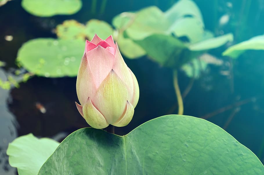 lotus bud, flowers, green, nature, leaf, flower, plant part, beauty in nature, plant, freshness