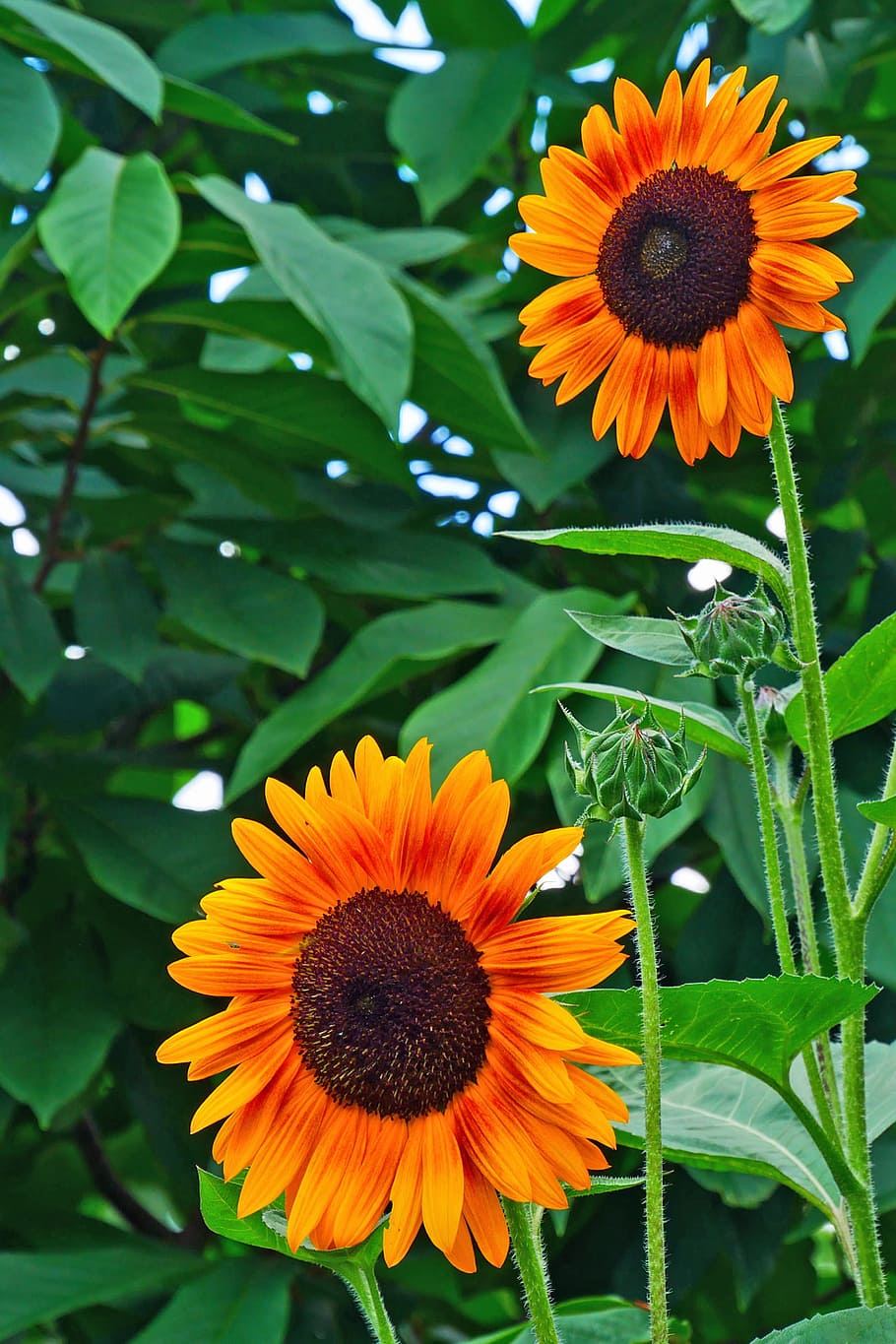 gambar, bunga matahari, -, tanaman, menarik, lebah., helianthus, bunga matahari biasa, bunga asli, tanaman semusim