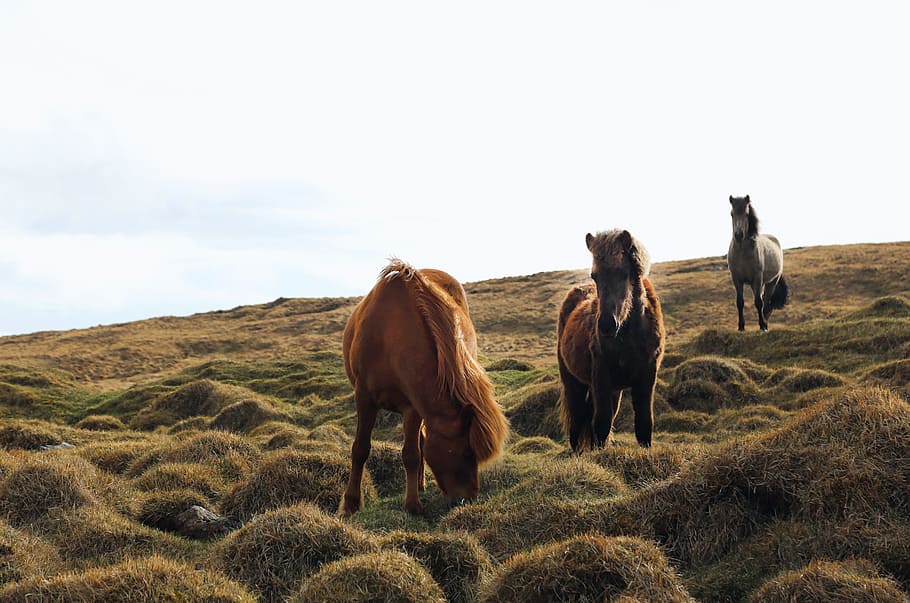 animals, horses, beautiful, manes, grazing, haystack, grasslands, plains, nature, sky