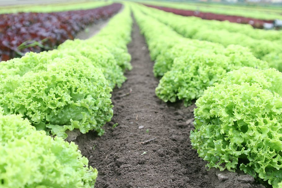 lettuce, green, grow, growing, outdoor, vegetable, food and drink, food, growth, freshness