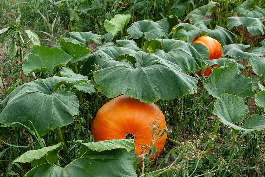 pumpkin, vegetable, vegetable garden, vegetables, autumn, fall, orange, colorful, food, growth