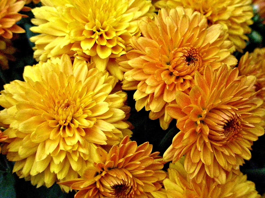 beautiful, gold pompon fall-blooming chrysanthemum, chrysanthemum, mum, gold, yellow, pompon, autumn, fall, flower