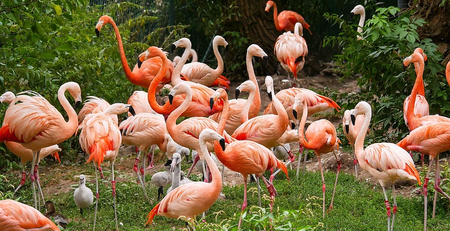 animals, bird, flamingo, plumage, bill, young, young flamingo, pink, water bird, feather