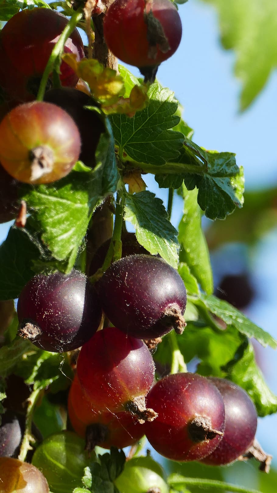 Ягода свет. Солнечная ягода фото. Унап фрукт ягода. Fruit Garden nature.