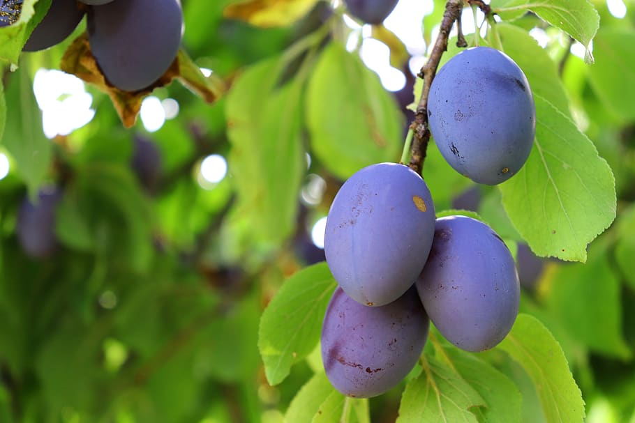plum, fruit, branch, fruit tree, orchard, harvest, autumn, healthy, sweet, bio