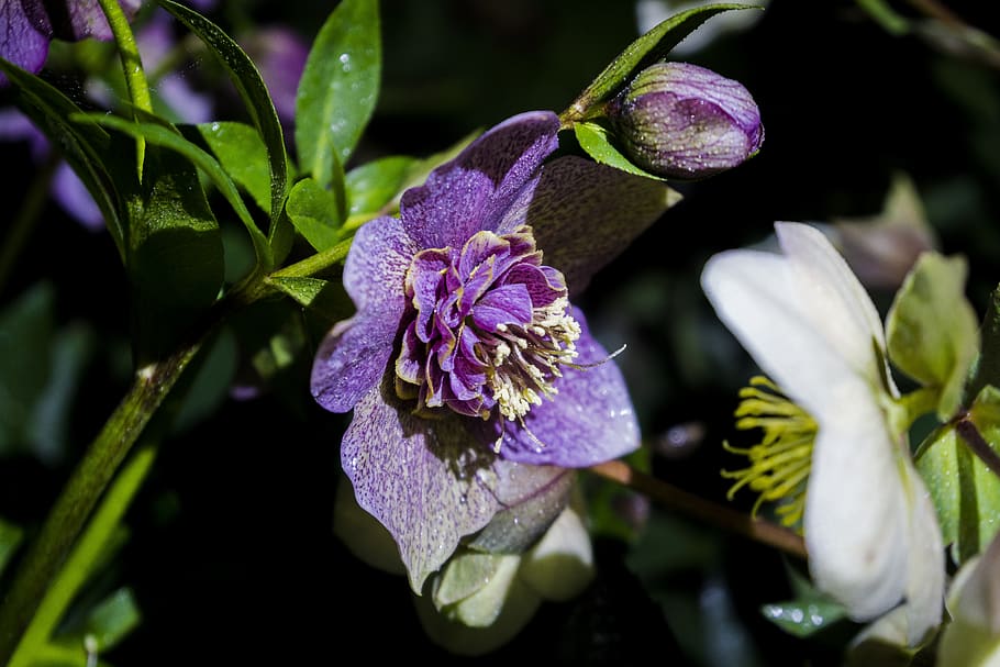 nature, flowers, night, water, darkness, hellebore, flowering plant, flower, plant, beauty in nature