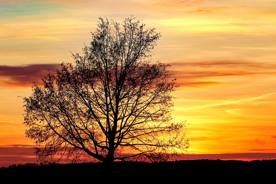 árbol, silueta, Kahl, puesta de sol, tarde, abendstimmung, paisaje, naturaleza, atardecer, sol