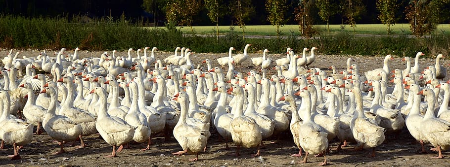 geese, geänseschar, many, flock, flock of geese, banner, funny, mood, chatter, group
