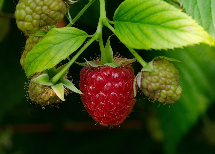 raspberry, buah-buahan, buah, merah, musim panas, memetik, matang, vitamin, segar, berry