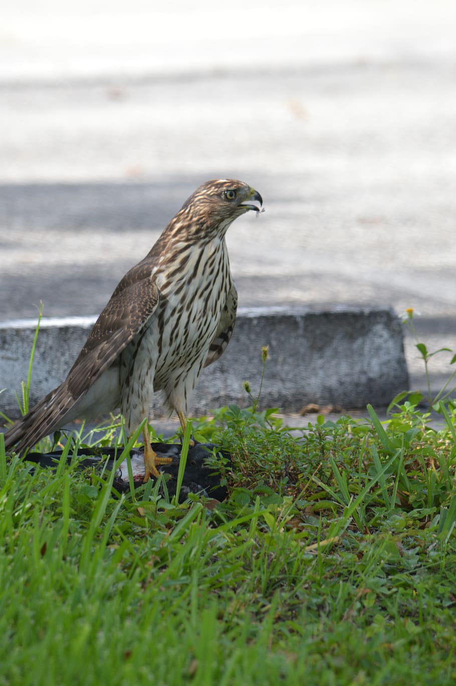 Free download | south florida hawk, bird of prey, hawks, animal themes