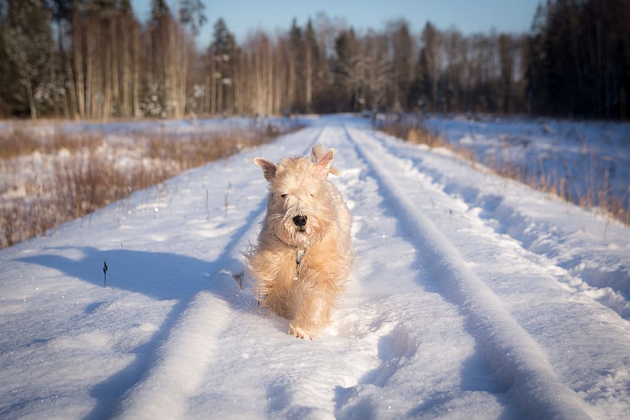 snow, winter, cold, frost, frozen, running, dog, animal, fur, furry