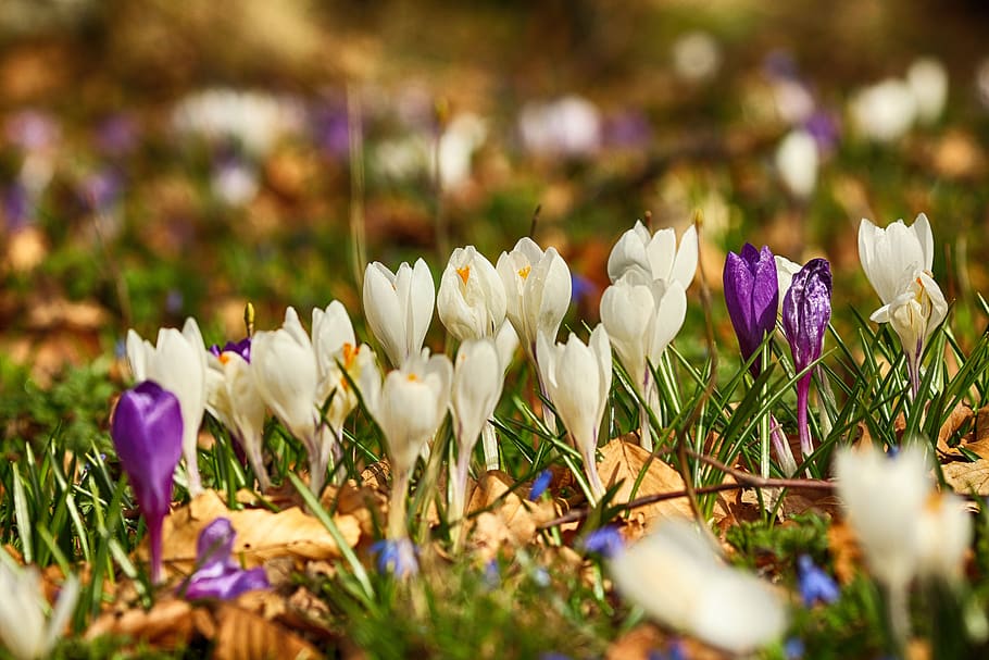 crocus, flowers, blossom, nature, spring, plant, flower, flowering plant, vulnerability, beauty in nature