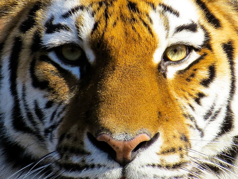 animal, tigre, gato grande, amurtiger, gato, depredador, peligroso, tigre siberiano, cabeza de tigre, retrato de tigre
