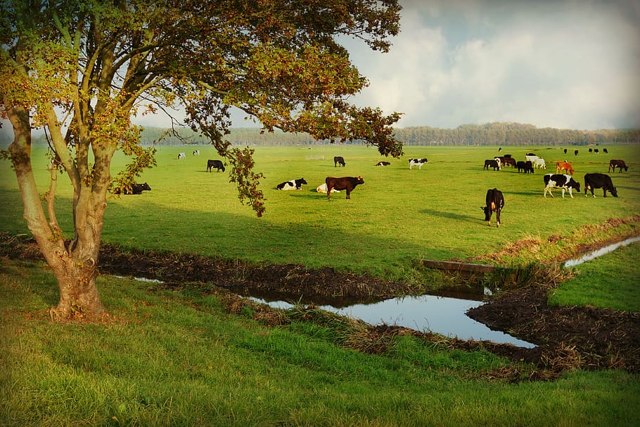 countryside, rural, cattle, pasture, tree, ditch, landscape, dutch, polder, agriculture