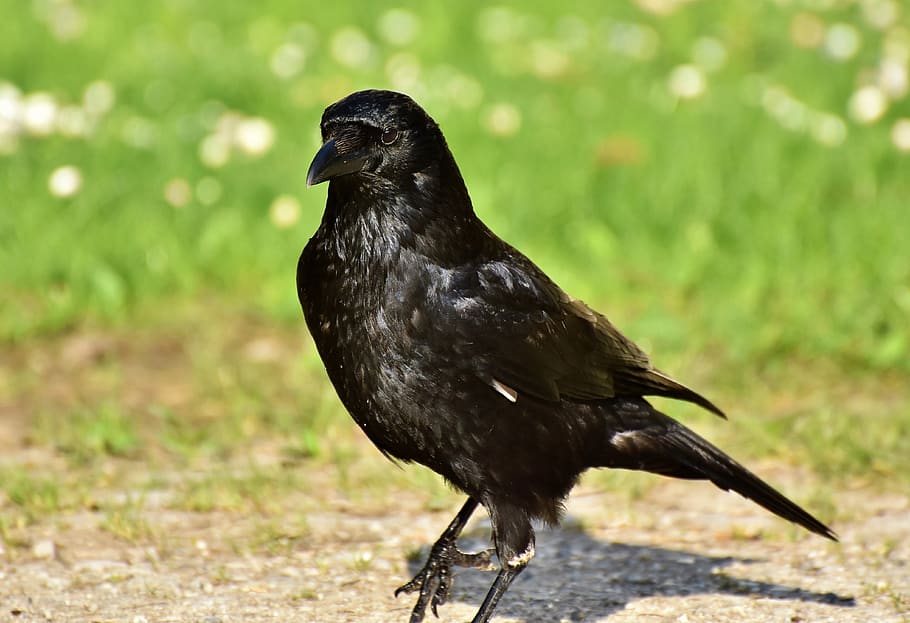 raven, crow, raven bird, bird, feather, black, bill, carrion crow, common raven, animal