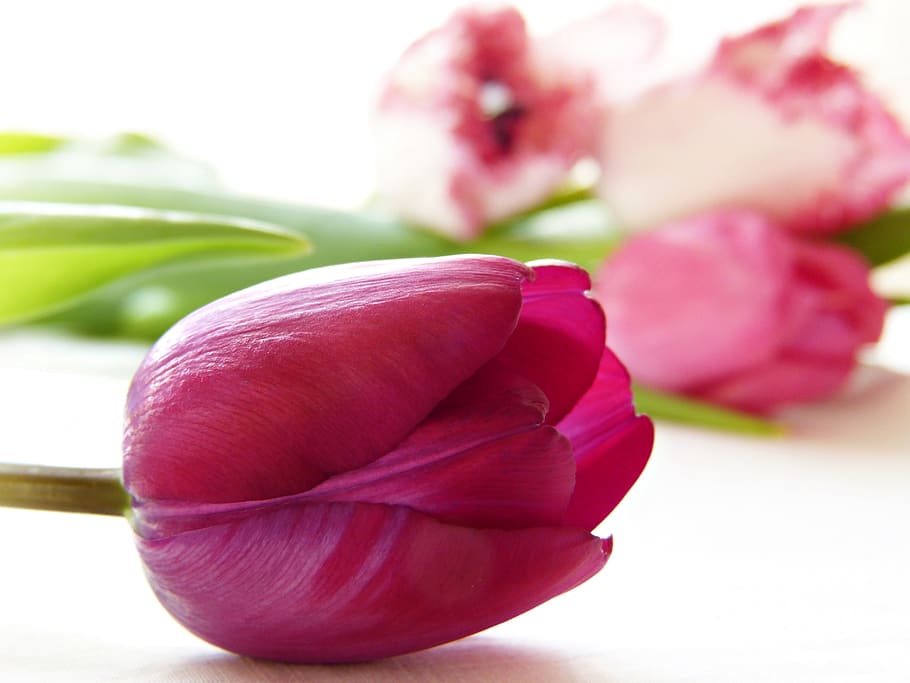 tulip, blossom, bloom, pink, close up, spring, schnittblume, garden, maintain, plant