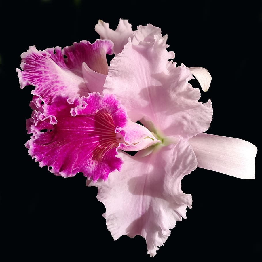 orchid, cattleya, pink, exotic, light, nature, flower, plant, tropical, petals