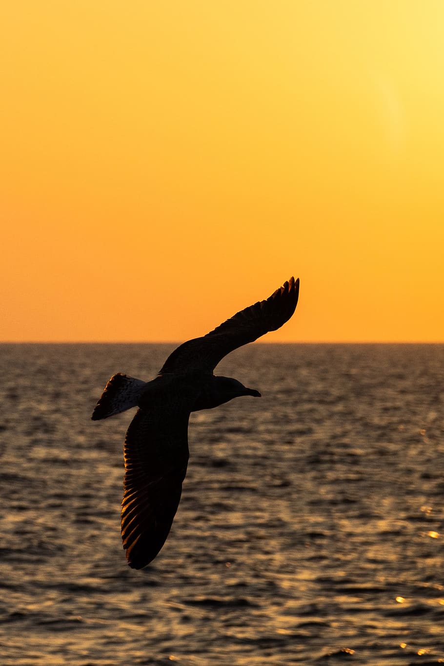 seagull, backlighting, shadow, profile, sunset, sky, sea, water, animals in the wild, animal wildlife