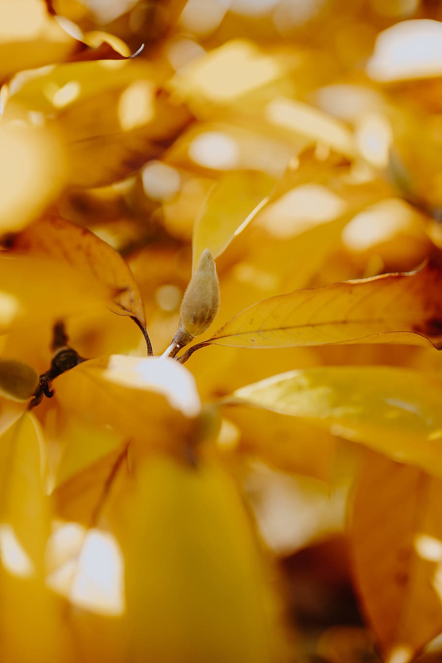 amarillo, hojas, magnolia, otoño, naranja, naturaleza, hoja, enfoque selectivo, primer plano, planta