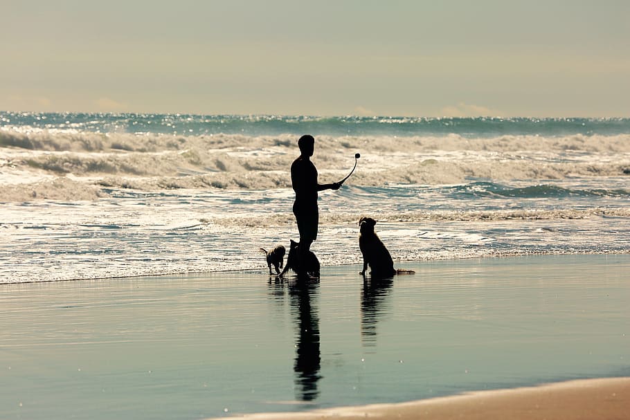beach, person, dogs, pet, walk, silhouette, looking, waves, surf, sand