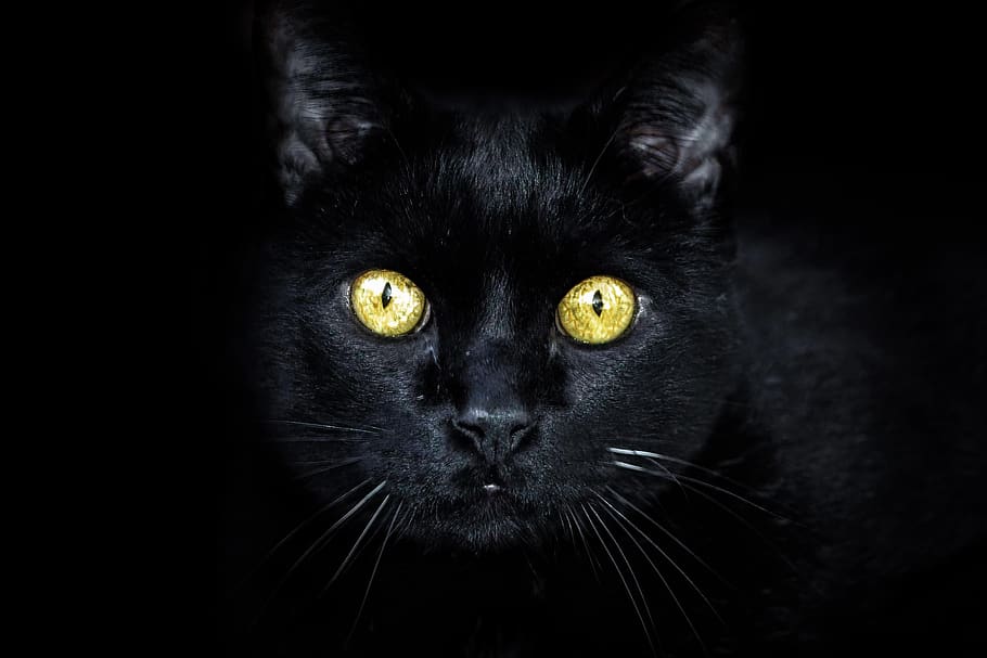 gato negro, ojos dorados, gato, camuflado, ojos, oscuros, Temas de animales, animal, mamífero, animales domésticos