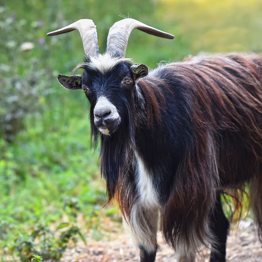 goat, domestic goat, animal, mammal, ruminant, horns, beard, coat, eyes, animal themes