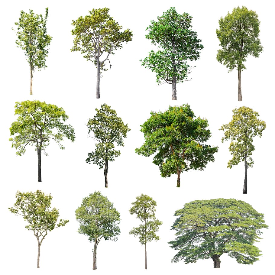 árbol, aislado, naturaleza, verde, verano, árboles de hoja caduca, Planta, crecimiento, sin gente, color verde