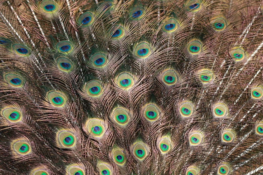 bird, peacock, tail, feathers, colorful, pattern, feather, peacock feather, full frame, animal
