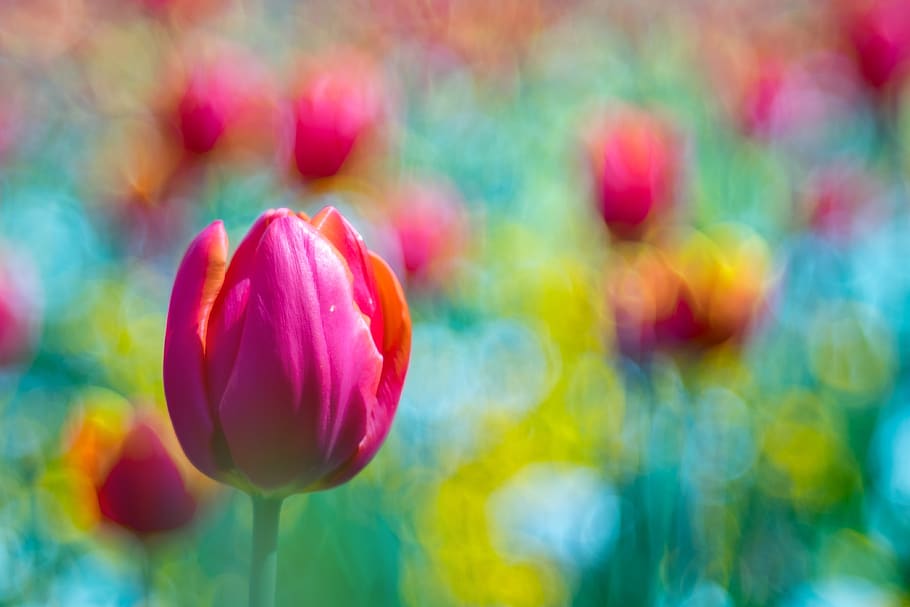 flor, tulipán, bokeh, bokehlicious, dof, naturaleza, rosa, floración, jardín, rojo