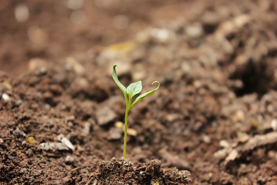 soil, ball-shaped, little, ground, sprout, growth, plant, beginnings, nature, beauty in nature