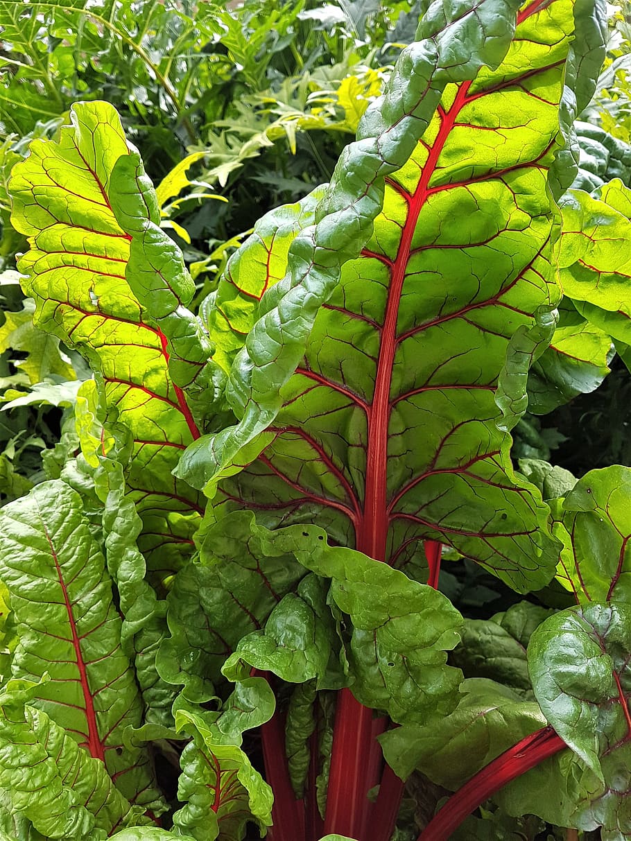 chard, leaves, garden, food, green color, leaf, plant part, growth, plant, nature