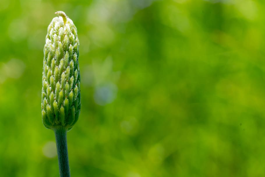 bud, texas, outdoor, meadow, life, blue, earth, nature, sky, green