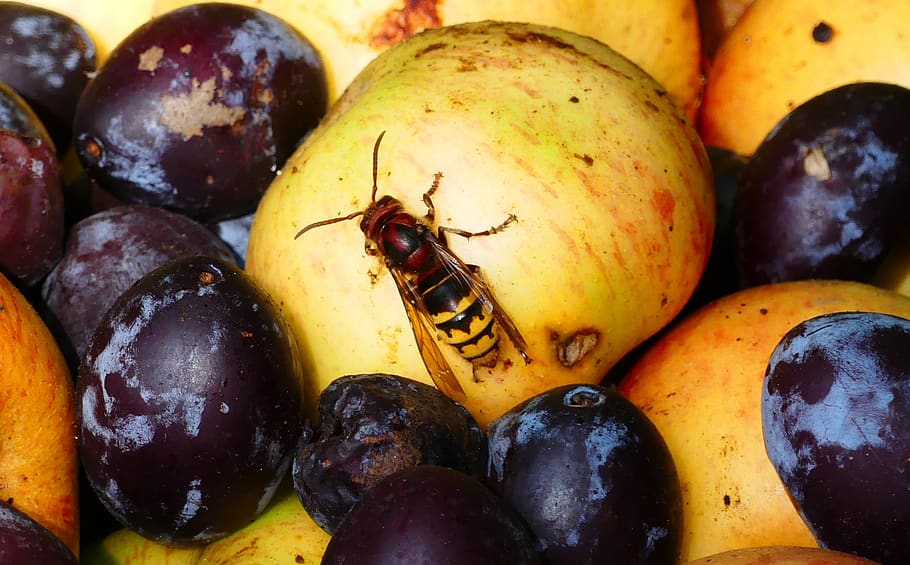 vespa, inseto, útil, fruta, ameixas, maçã, comida e bebida, comida, alimentação saudável, bem-estar