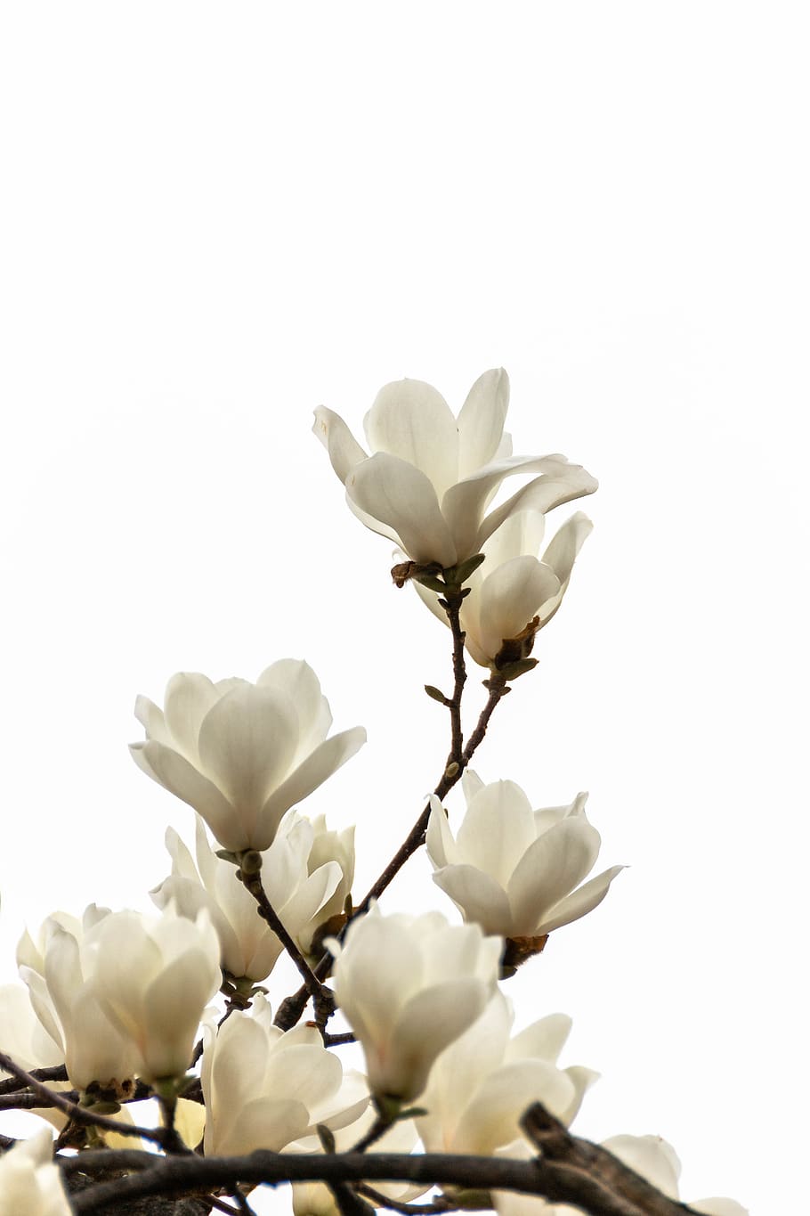 magnolia, flowers, spring, plants, nature, beautiful, magnolia and, white, wood, lockscreen wallpaper