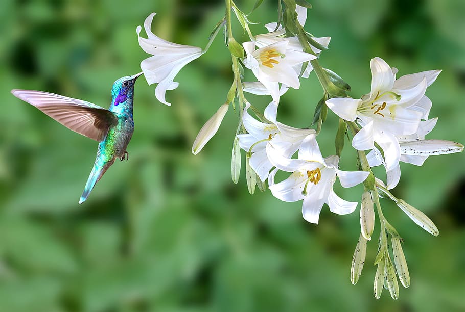 burung kolibri, burung, musim semi, bunga, putih, bunga bakung, luar ruangan, terbang, indah, terbaru