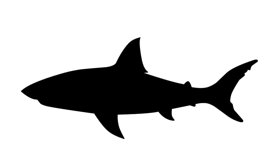 silhueta, tubarão, mandíbulas, peixe, grande, branco, animal, mar, ataque, mordida