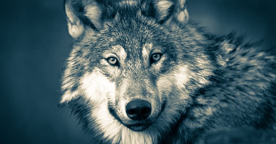 lobo, cabeça de lobo, lobos, cinza, carnívoro, perto, criatura, cão, olhos ameaçados, mamífero