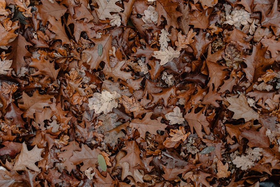 otoño, caminar, bosque, niebla, clima, noviembre, bosques, Fotograma completo, fondos, parte de la planta