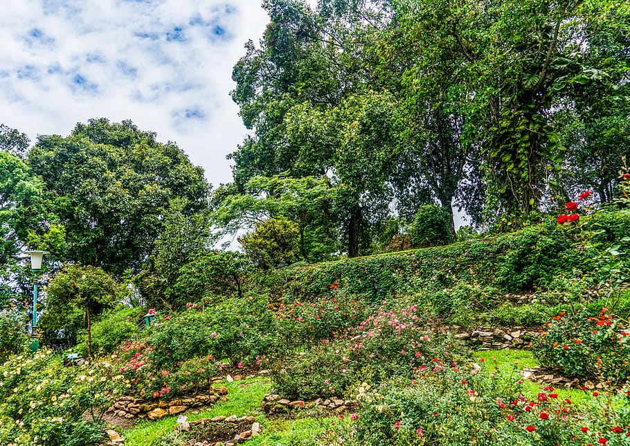 garden, beautiful landscape, hill side, mountain, nature, flowers, blossom, plant, sky, clouds
