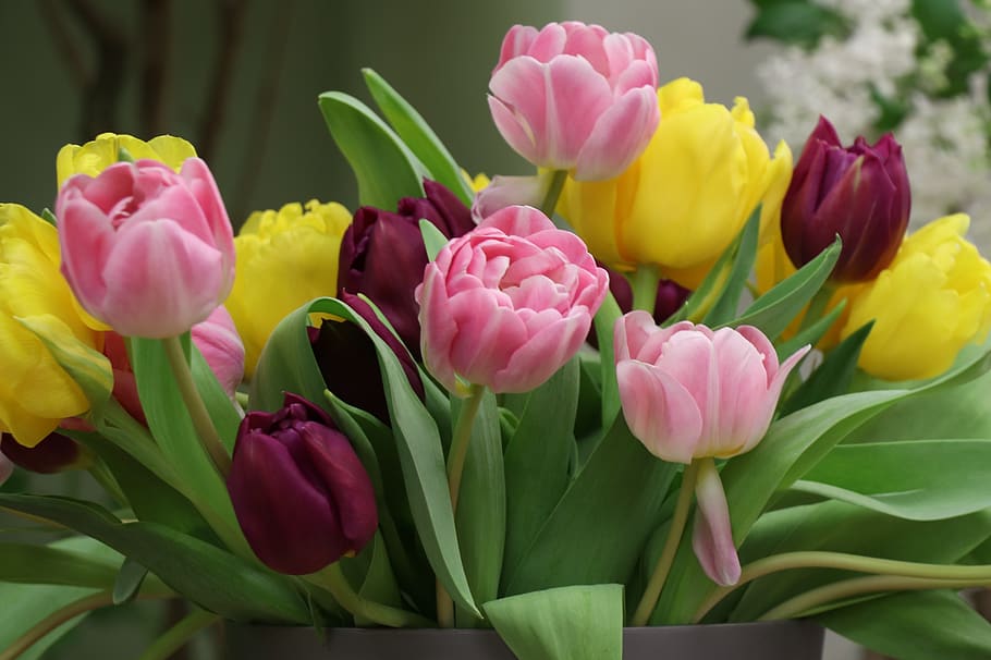tulip, warna-warni, bunga, musim semi, taman, mekar, flora, warna, karangan bunga, cerah