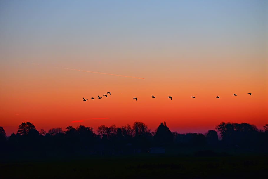 dawn, sunrise, early morning, skies, birds, silhouettes, landscape, scenic, sky, flying
