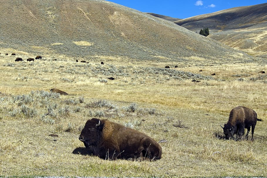 lamar valley bison, banteng, kerbau, yellowstone, Nasional, taman, Amerika Serikat, alam, tanduk, binatang