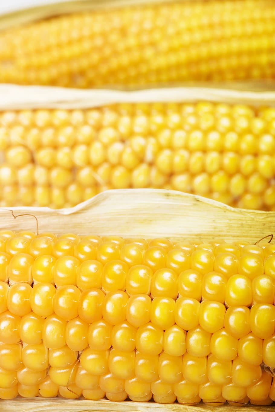 corn, crop, heap, cooked, ear, meal, cutout, prepared, yellow, cob