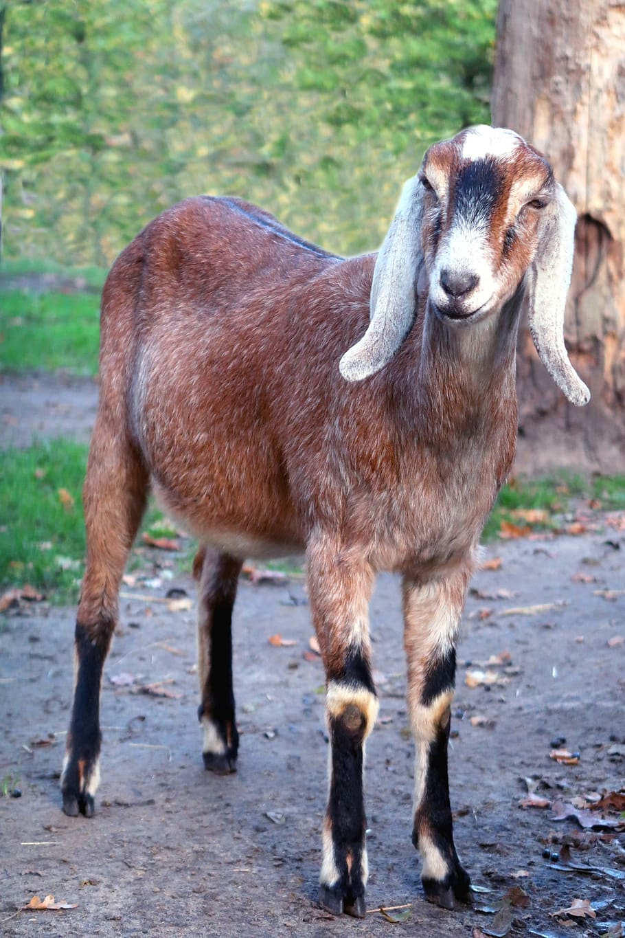 goat, nubian goat, goats, farm, ears, cattle, countryside, mammal, animal themes, animal
