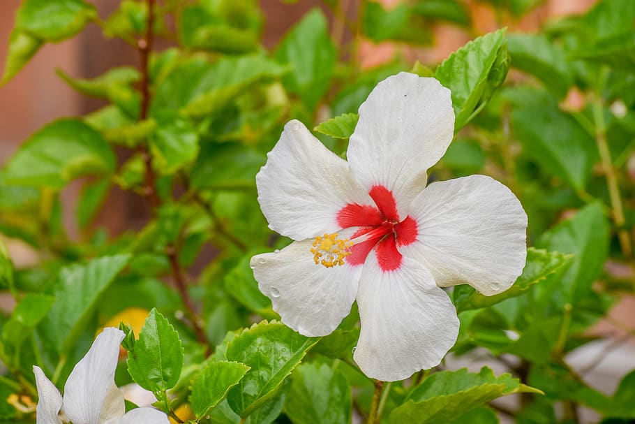 hibiscus, white, bunga raya, putih, bunga kebangsaan, malaysia, exotic, flower, floral, flowering plant