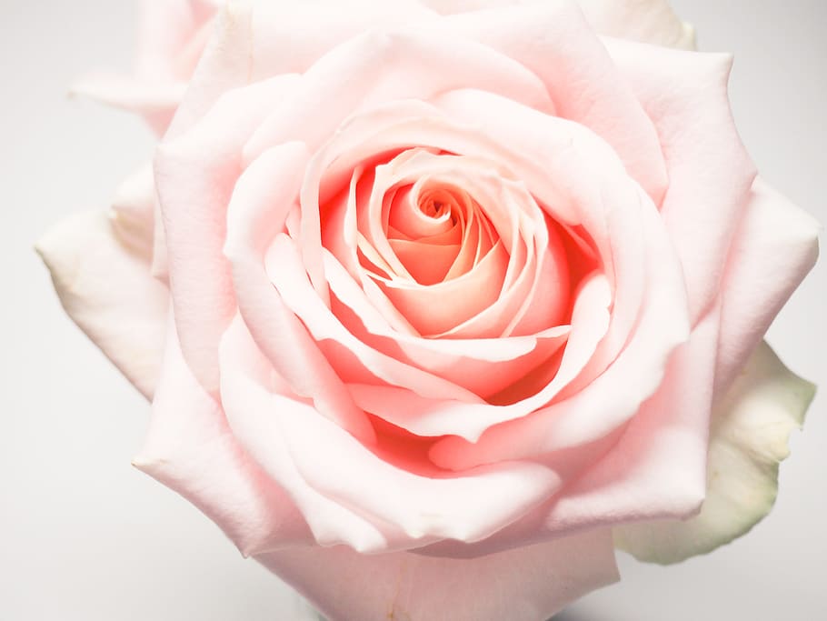 rosa, branco, flor, pétalas, fechar-se, natureza, planta, fundo branco, papel de parede, planta de florescência
