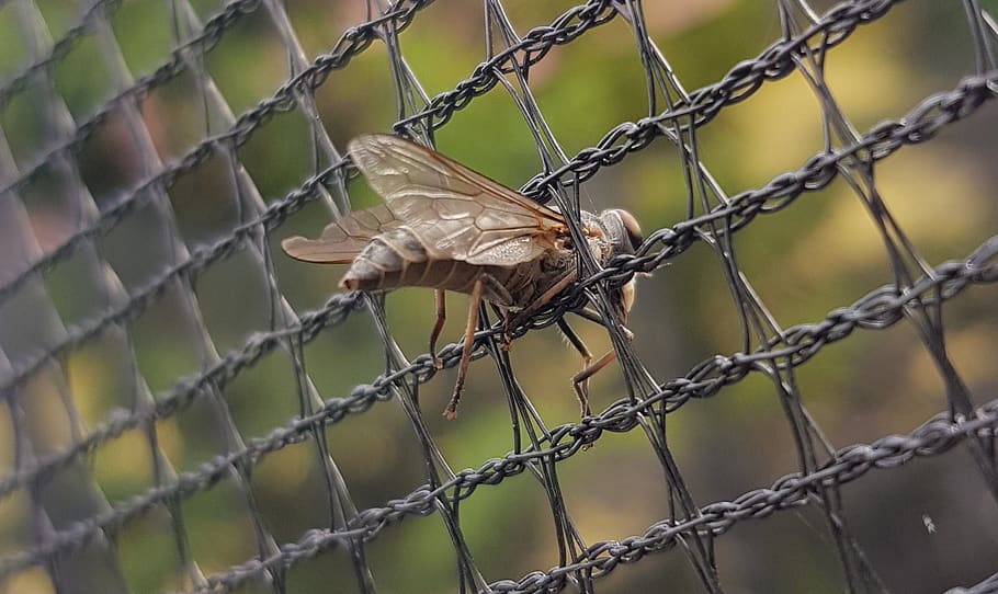 mucha, insect, prison, macro, nature, eyes, eye, wing, zoom, fence