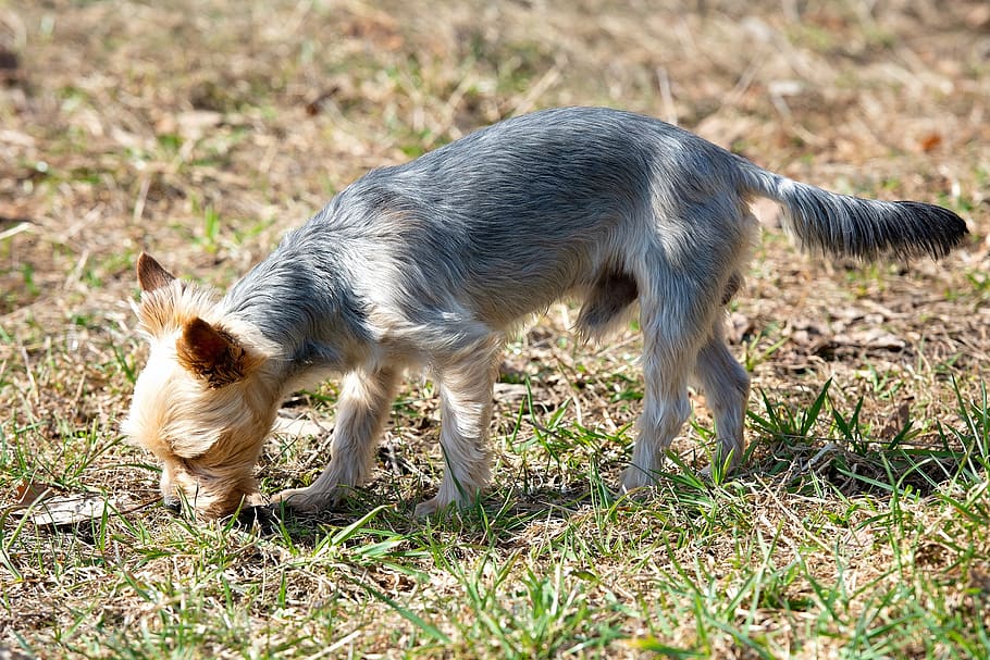 dog, sniffing, smell, meadow, grass, nature, small, small dog, yorki, terrier