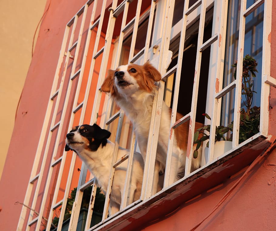 window, dog, dogs, glass, animal, animals, pets, expectant, friend, portrait